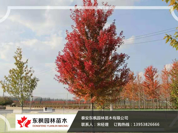 紅點(diǎn)紅楓