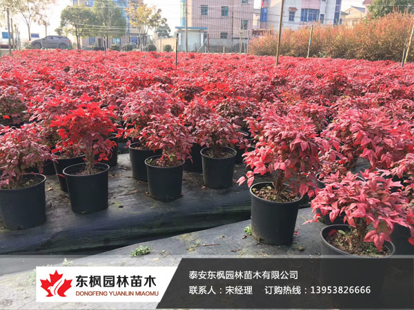 火焰南天竹