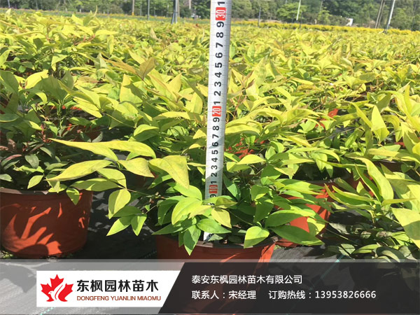 火焰南天竹