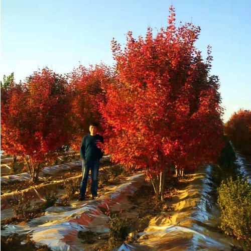 紫薇花瓶|火焰南天竹|叢生紅點紅楓|火焰衛(wèi)矛的生長習(xí)性-泰安東楓園林苗木有限公司