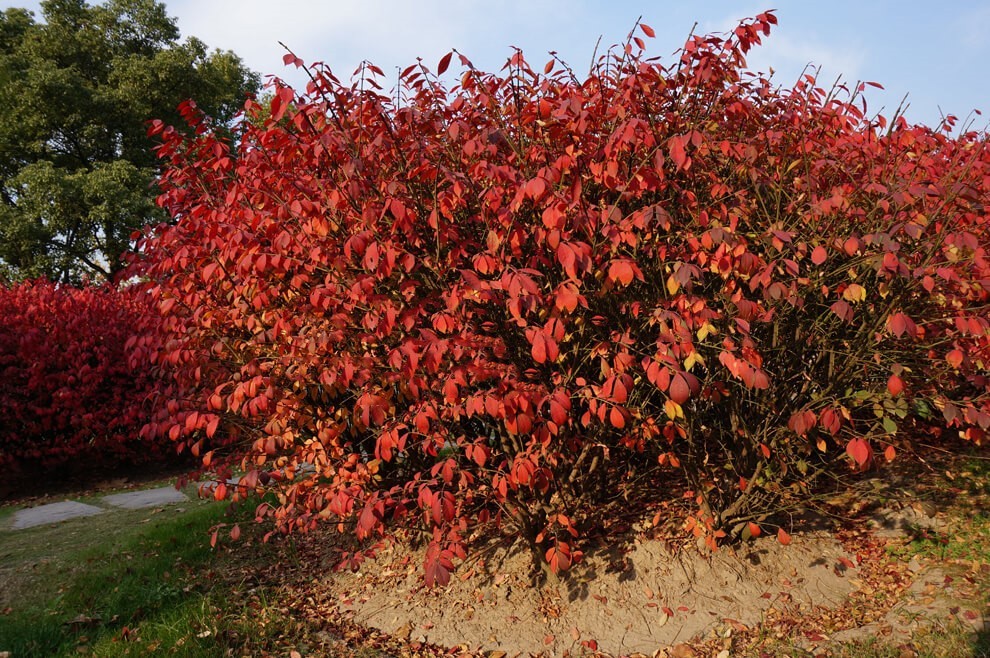 紫薇花瓶|火焰南天竹|叢生紅點紅楓|火焰衛(wèi)矛的生長習(xí)性-泰安東楓園林苗木有限公司
